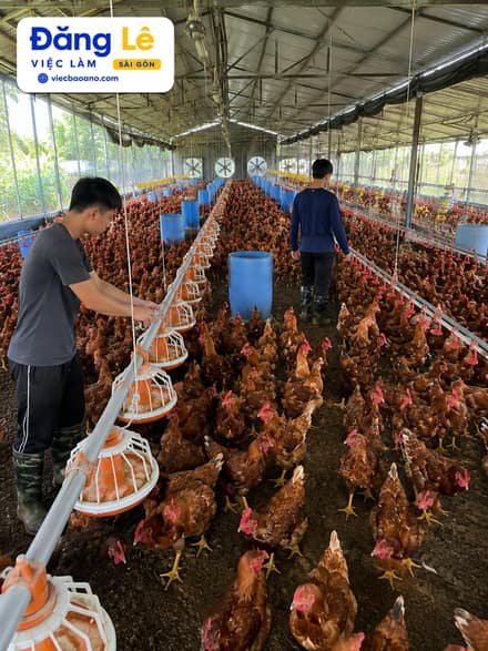 Ảnh công việc TRẠI GÀ CẦN 2 NAM CHĂN NUÔI 2