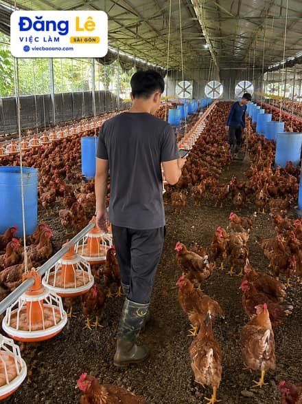 Ảnh công việc TRẠI GÀ CẦN 2 NAM CHĂN NUÔI 3