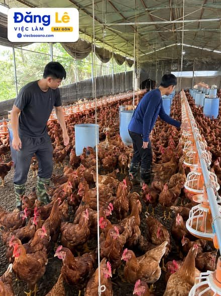 Ảnh công việc TRẠI GÀ CẦN 2 NAM CHĂN NUÔI 4